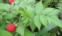 水莓100视频,揭秘神秘水莓世界的奇幻之旅